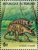 Striped Hyaena (Hyaena hyaena)