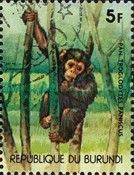 Bonobo (Pan paniscus)