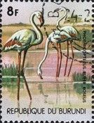 Greater Flamingo (Phoenicopterus ruber roseus)