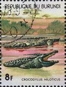 Nile crocodiles(Crocodylus niloticus).
