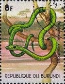 Green mamba(Dendroaspis viridis)
