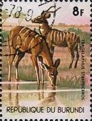Greater kudus(Tragelaphus strepsiceros).