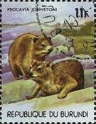 Rock Hyrax (Procavia johnstoni)