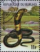 Forest Cobra (Naja melanoleuca)