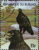 Verreaux’s Eagle (Aquila verreauxii)