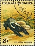 Honey Badger (Mellivora capensis)