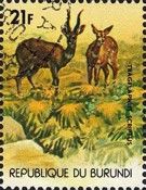 Harnessed antelopes(Tragelaphus scriptus).