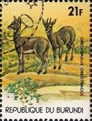 Klipspringer(Oreotragus oreotragus).