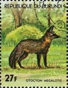 Bat-eared Fox (Otocyon megalotis)