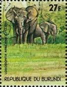 African Forest Elephant (Loxodonta africana cyclotis)