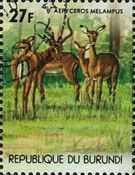Impalas(Aepyceros melampus).