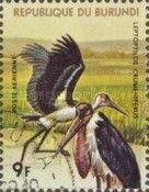 Marabou Stork (Leptoptilos crumeniferus)
