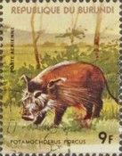 Red River Hog (Potamochoerus porcus)