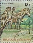 Grevy's Zebra (Equus grevyi)