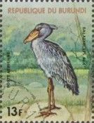Shoebill (Balaeniceps rex)