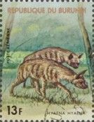 Striped Hyaena (Hyaena hyaena)