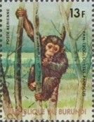 Bonobo (Pan paniscus)