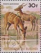 Greater Kudu (Tragelaphus strepsicerus)