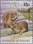 Rock Hyrax (Procavia johnstoni)