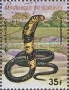Forest Cobra (Naja melanoleuca)