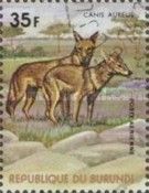 African Golden Wolf (Canis anthus)