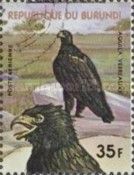 Verreaux's Eagle (Aquila verreauxii)