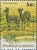 Klipspringer (Oreotragus oreotragus)