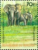 African Forest Elephant (Loxodonta africana cyclotis)