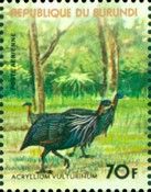 Vulturine Guineafowl (Acryllium vulturinum)
