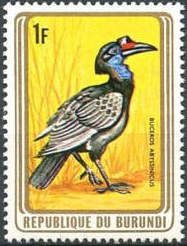 Abyssinian Ground Hornbill (Buceros abyssinicus)