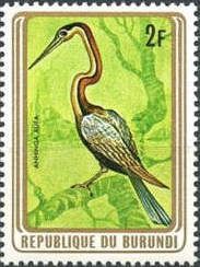 African Darter (Anhinga rufa)