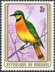 Little Bee-eater (Melittophagus pusillus)