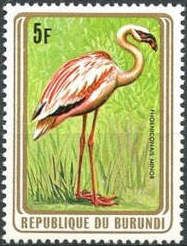 Lesser Flamingo (Phoeniconaias minor)