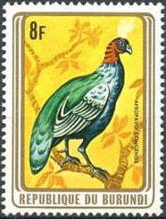 Congo Peacock (Afropavo congensis)