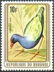 African Swamphen (Porphyrio alba)