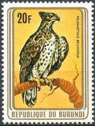 Martial Eagle (Polemaëtus bellicosus )