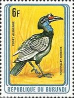 Abyssinian Ground Hornbill (Buceros abyssinicus)
