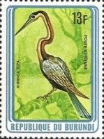 African Darter (Anhinga rufa)