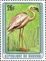 Lesser Flamingo (Phoeniconaias minor)