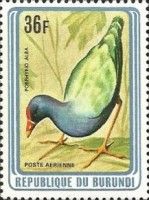 African Swamphen (Porphyrio alba)