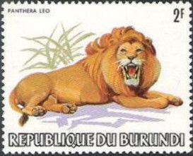 Lion (Panthera leo)