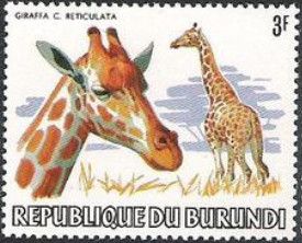 Reticulated Giraffe (Giraffa camelopardalis reticulata)