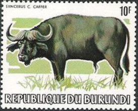 African Buffalo (Syncerus caffer)