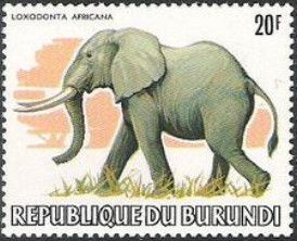 African Elephant (Loxodonta africana)