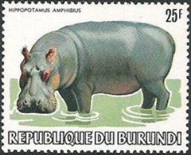 Hippopotamus (Hippopotamus amphibius)