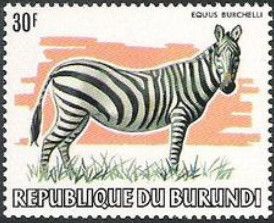 Burchell's Zebra (Equus burchelli)