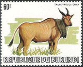 Common Eland (Taurotragus oryx)
