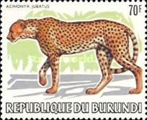 Cheetah (Acinonyx jubatus)