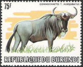 Eastern White-bearded Wildebeest (Connochaetes taurinus albo