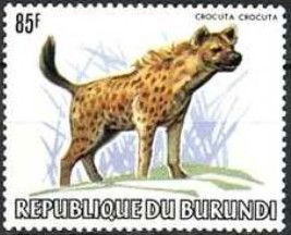 Spotted Hyena (Crocuta crocuta)